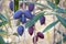 Dark blue ripe Calamata olives hanging on olive tree branch with blurred background