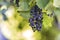 Dark blue ripening grape clusters lit by bright sun on blurred colorful bokeh copy space background