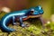 Dark blue salamander with orange eyes on mossy stone.