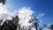 Dark blue sky and light airy white clouds and treetops