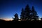 Dark blue sunset with pine cone trees silouhette
