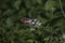 Dark Blue Tiger Butterfly, Tirumala septentrionis