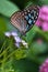 Dark Blue Tiger butterfly (Tirumala septentrionis)