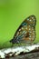 Dark Blue Tiger Butterfly (Tirumala septentrionis) perching on w