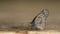 Dark Blue Tiger butterfly (Tirumala septentrionis) on wood