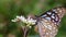 Dark Blue Tiger eating nectar intently on flower