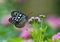 Dark Blue Tiger (Tirumala septentrionis) butterfly