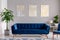A dark blue velvet couch in front of a gray wall with graphic paintings in a modern living room interior. Real photo.