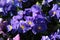 Dark blue Wild pansy or Viola tricolor small wild flowers with bright open petals densely planted in local garden on warm spring