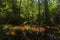 Dark bog forest with reflections in the dark water with ferns