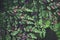 Dark botanical background of a Black Stem Maidenhair Fern frond