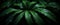 Dark botanical background from green big smooth leaves, green tropical. Generative AI