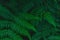 Dark botanical background tropical fern faded leaf