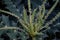Dark botanical picture of suculent plant
