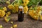 A dark bottle of common tansy essential oil with fresh blooming Tanacetum vulgare