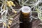 A dark bottle of helichrysum essential oil with blooming helichrysum