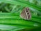 Dark brand bush brown  Mycalesis mineus  butterfly on leaf with natural green background