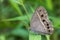 Dark-brand Bush Brown  Mycalesis mineus drinking on plant