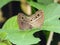 Dark Branded Bush Brown butterflies