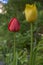 Dark bright red and yellow color country Darwin tulips in bloom, bouquet of springtime flowering plants in the ornamental garden