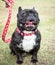 Dark Brindle French Bulldog with Red Generic Leash