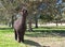 Dark Brown Alpaca In A Field With Trees