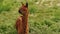 Dark Brown Alpaca in Green Grass Field