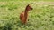Dark Brown Alpaca in Green Grass Field