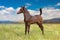 Dark brown Arabian foal