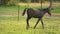 Dark Brown Arabian horse foal walking over green field