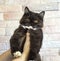 Dark brown bicolor Scottish straight  Highland kitten in hand