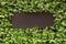 Dark brown board with floral border, place for text. Star Jasmine in bloom