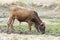 Dark brown bull stand on mud swamp