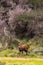 Dark brown bushbuck antelope on the edge of the forest. Kenya