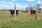 Dark brown cattle grazing in an area closed in with a barbed wire fence