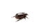 Dark brown Coconut rhinoceros beetle.