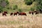 Dark brown cows calmly standing and eating dry grass in enclosed area protected with electrical wire surrounded with uncut grass