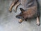 Dark brown dog crouching and sleeping on gray color concrete floor