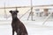 Dark brown dog sitting on the concrete ground. a domesticated carnivorous mammal that typically has a long snout.