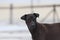 Dark brown dog standing on the concrete ground. a domesticated carnivorous mammal that typically has a long snout.