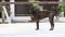 Dark brown dog standing on the concrete ground. a domesticated carnivorous mammal that typically has a long snout.