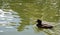 Dark brown duck swims on the Moscow pond