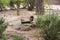 Dark brown fluffy squirrel in the park.