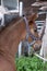 Dark brown foal head, with a halter, in side view. Rubbish piled high in the background