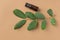 Dark brown glass bottle with essential oil tree branch with green leaves on beige background. Ayurveda skin body care