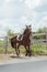 A Dark Brown Horse Being Lunge Trained During The Daytime Horse Routine Training