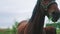 Dark Brown Horse Chewing On Grass Close-Up View - Horse Farm During The Daytime