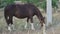 A dark brown horse grazes in a meadow by a concrete pillar