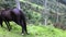 Dark brown horse grazing bright and green tender grass on the Colombian jungle of Cocora Valley