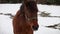 Dark brown horse looking around, snowy environment